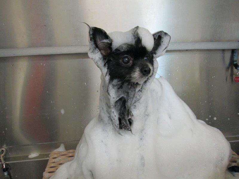 Soapypuppy